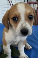 Ivy, a female Pembroke Welsh Corgi for sale in Hubbardston, MI – 6 of 10