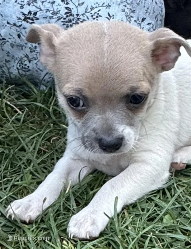 Cora, a female Chihuahua for sale in Hubbardston, MI – Photo 1 of 10