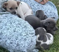 Cora, a female Chihuahua for sale in Hubbardston, MI – Photo 3 of 10