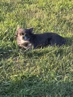 Cora, a female Chihuahua for sale in Hubbardston, MI – Photo 9 of 10