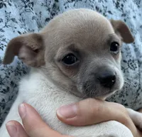 Cora, a female Chihuahua for sale in Hubbardston, MI – Photo 4 of 10