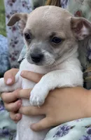 Cora, a female Chihuahua for sale in Hubbardston, MI – Photo 7 of 10