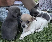 Cora, a female Chihuahua for sale in Hubbardston, MI – Photo 5 of 10