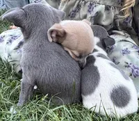 Cora, a female Chihuahua for sale in Hubbardston, MI – Photo 2 of 10