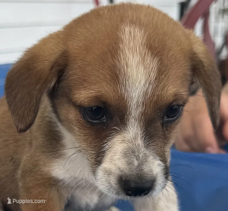 Ingalls – Pembroke Welsh Corgi puppy for sale in Hubbardston, MI