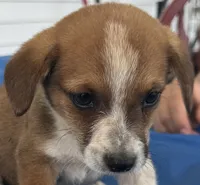 Ingalls, a male Pembroke Welsh Corgi for sale in Hubbardston, MI – 1 of 10