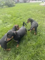 Jasmine, a female Jack Russell Terrier and Dachshund for sale in Hubbardston, MI – 4 of 4
