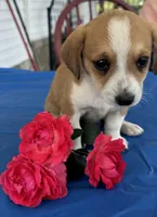 Ivy, a female Pembroke Welsh Corgi for sale in Hubbardston, MI – 2 of 10