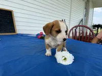 Iris, a female Pembroke Welsh Corgi for sale in Hubbardston, MI – 6 of 6