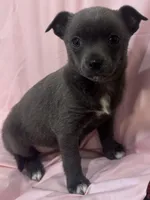 Jana, a female Chihuahua for sale in Hubbardston, MI – Photo 7 of 9