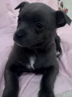 Jana, a female Chihuahua for sale in Hubbardston, MI – Photo 1 of 9