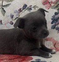 Jana, a female Chihuahua for sale in Hubbardston, MI – Photo 3 of 9