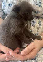 Jana, a female Chihuahua for sale in Hubbardston, MI – Photo 9 of 9