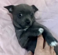 Jana, a female Chihuahua for sale in Hubbardston, MI – Photo 2 of 9