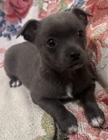 Jana, a female Chihuahua for sale in Hubbardston, MI – Photo 8 of 9