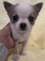 Tiny Tot, a male Chihuahua for sale in Hubbardston, MI – Photo 5 of 8