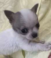 Tiny Tot, a male Chihuahua for sale in Hubbardston, MI – Photo 2 of 8