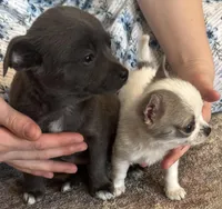 Tiny Tot, a male Chihuahua for sale in Hubbardston, MI – Photo 4 of 8