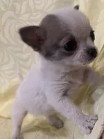 Tiny Tot, a male Chihuahua for sale in Hubbardston, MI – Photo 6 of 8