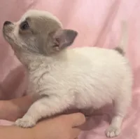 Tiny Tot, a male Chihuahua for sale in Hubbardston, MI – Photo 3 of 8