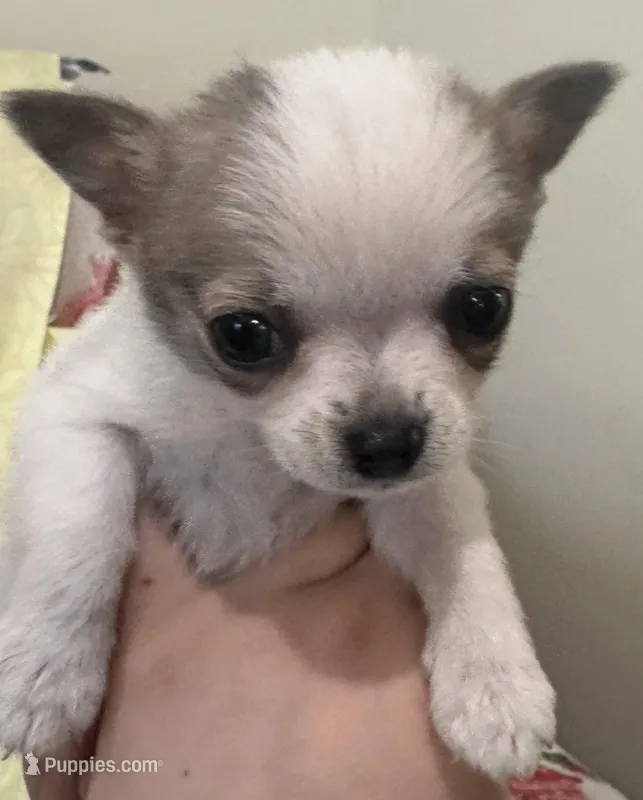 Tiny Tot – Chihuahua puppy for sale in Hubbardston, MI
