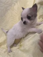 Tiny Tot, a male Chihuahua for sale in Hubbardston, MI – Photo 8 of 8