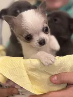 Tiny Tot, a male Chihuahua for sale in Hubbardston, MI – Photo 7 of 8