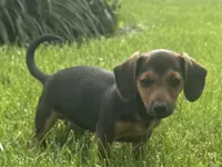 Jasper, a male Jack Russell Terrier and Dachshund for sale in Hubbardston, MI – 4 of 6