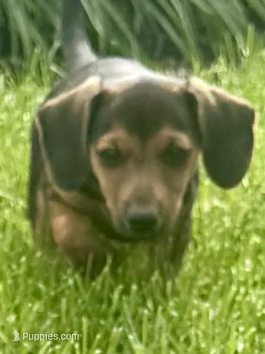 Jasper – Jack Russell Terrier, Dachshund puppy for sale in Hubbardston, MI