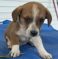 Ingalls, a male Pembroke Welsh Corgi for sale in Hubbardston, MI – 8 of 10