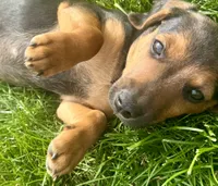 Jasper, a male Jack Russell Terrier and Dachshund for sale in Hubbardston, MI – 6 of 6