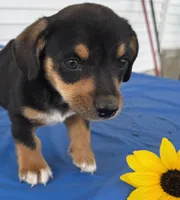 Inky, a male Pembroke Welsh Corgi for sale in Hubbardston, MI – 4 of 8