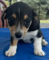 Ingrid, a female Pembroke Welsh Corgi for sale in Hubbardston, MI – 4 of 10