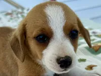 Honey, a female Pembroke Welsh Corgi and Dachshund for sale in Hubbardston, MI – 5 of 6