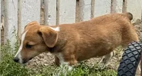 Israel, a male Pembroke Welsh Corgi for sale in Hubbardston, MI – 8 of 9