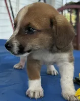 Ingalls, a male Pembroke Welsh Corgi for sale in Hubbardston, MI – 6 of 10