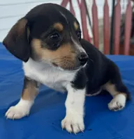 Ingrid, a female Pembroke Welsh Corgi for sale in Hubbardston, MI – 2 of 10