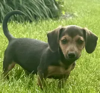 Jasper, a male Jack Russell Terrier and Dachshund for sale in Hubbardston, MI – 3 of 6