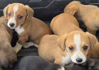 Isabelle, a female Pembroke Welsh Corgi for sale in Hubbardston, MI – 6 of 8