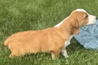 Ingalls, a male Pembroke Welsh Corgi for sale in Hubbardston, MI – 3 of 10