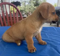 Isabelle, a female Pembroke Welsh Corgi for sale in Hubbardston, MI – 8 of 8