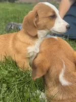 Ingalls, a male Pembroke Welsh Corgi for sale in Hubbardston, MI – 5 of 10