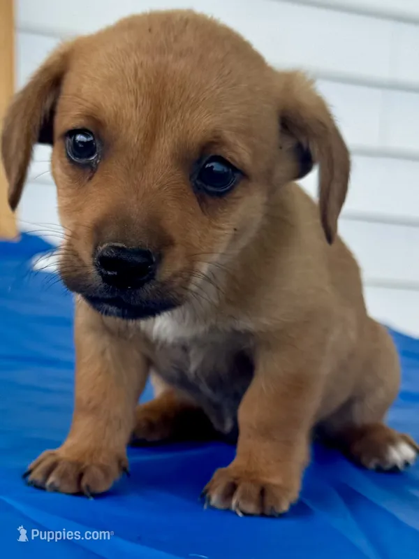 Isabelle – Pembroke Welsh Corgi puppy for sale in Hubbardston, MI