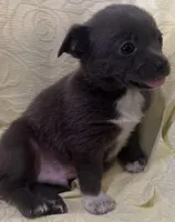 Jerry, a male Chihuahua for sale in Hubbardston, MI – Photo 7 of 8