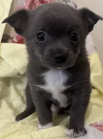 Jerry, a male Chihuahua for sale in Hubbardston, MI – Photo 4 of 8