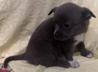 Jerry, a male Chihuahua for sale in Hubbardston, MI – Photo 8 of 8