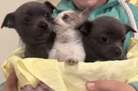 Jerry, a male Chihuahua for sale in Hubbardston, MI – Photo 6 of 8