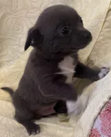 Jerry, a male Chihuahua for sale in Hubbardston, MI – Photo 5 of 8