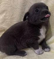 Jerry, a male Chihuahua for sale in Hubbardston, MI – Photo 3 of 8