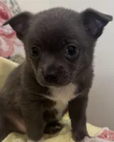 Jerry, a male Chihuahua for sale in Hubbardston, MI – Photo 2 of 8